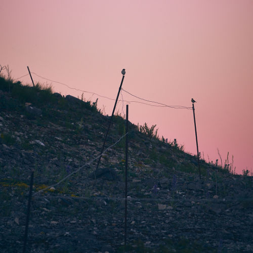 Fåglar på staketet längs brottkanten på Bungenäs